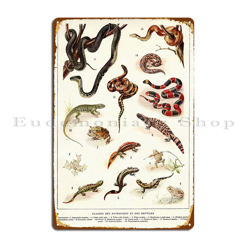 Adolphe Millot-Affiche de Zool - Home Cinema Wall Design avis et prix